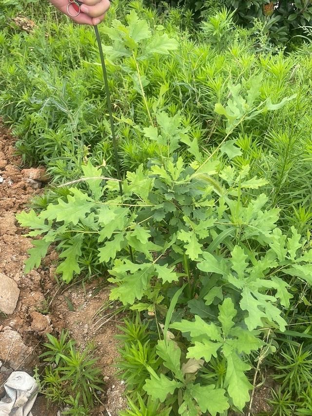 刚栽植时绿油油的麻栎 刚栽植时绿油油的麻栎