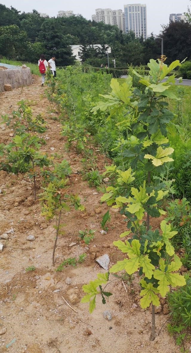 麻栎被栽植在一片空旷的土地上 麻栎被栽植在一片空旷的土地上